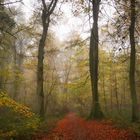 Stimmungsvoller Herbstwald
