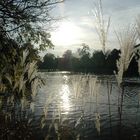 Stimmungsvoller Schloßgartensee Karlsruhe