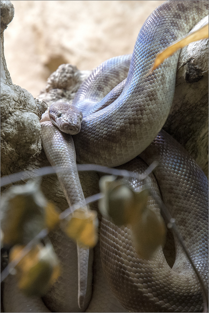 Stimson Python Foto & Bild | tiere, zoo, wildpark & falknerei ...