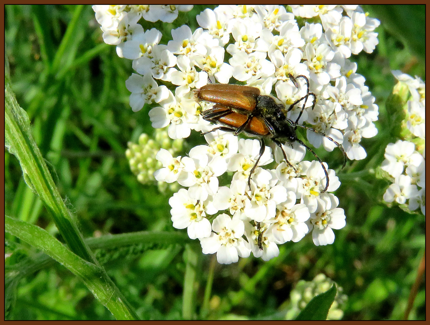 Stimulierende Blüten