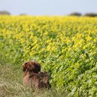 Stina und das Winterrapsfeld