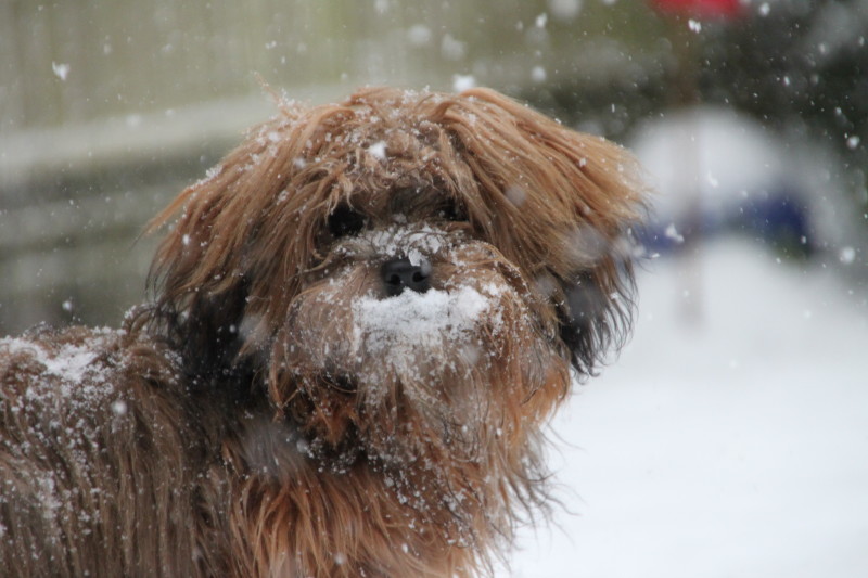 Stinas erster Schnee