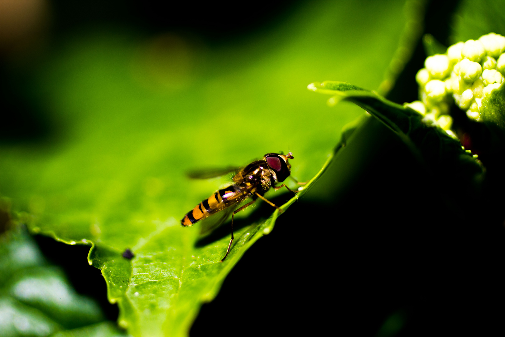 Sting Wasp