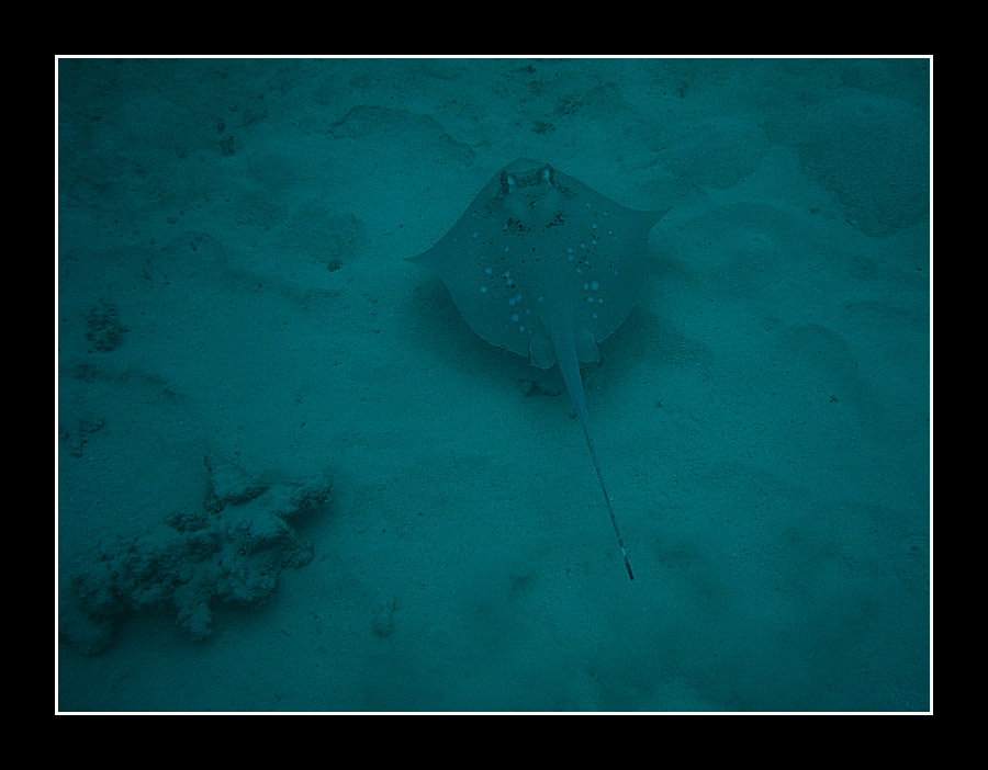 Stingray #2