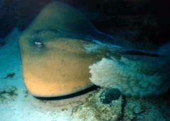 Stingray