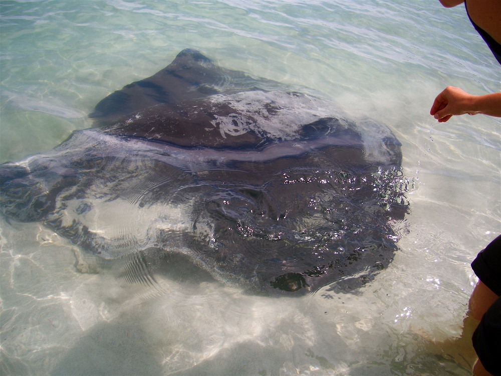 stingray....