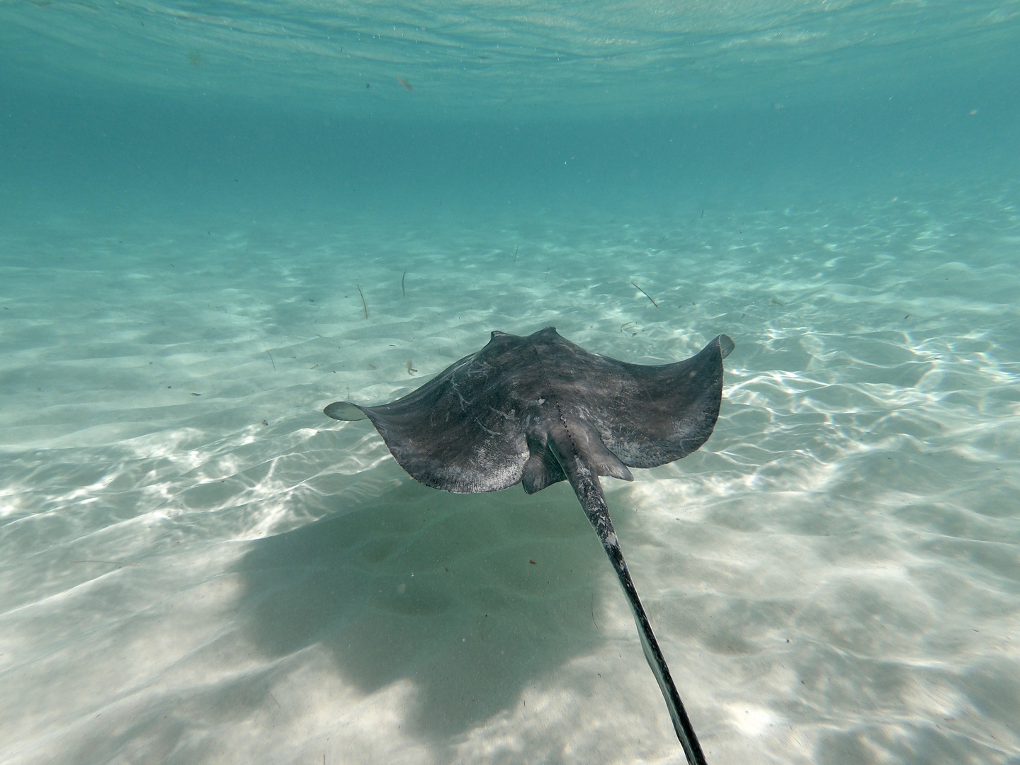 Stingray