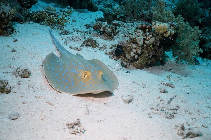 stingray