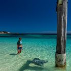 Stingray @ Hamelin Bay, Western Australia