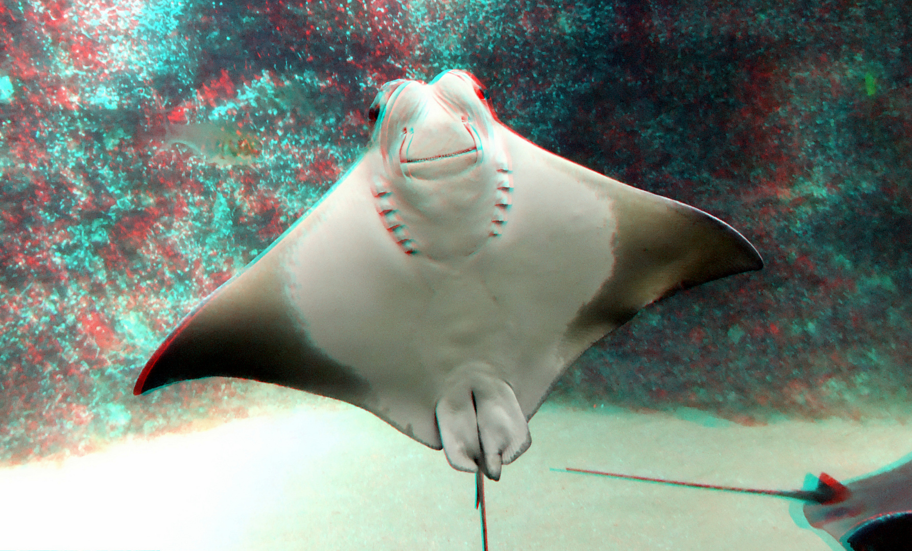 Stingray Oceanium Blijdorp Zoo Rotterdam 3D