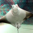 Stingray Oceanium Blijdorp Zoo Rotterdam 3D