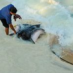 STINGRAYS