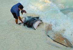 STINGRAYS