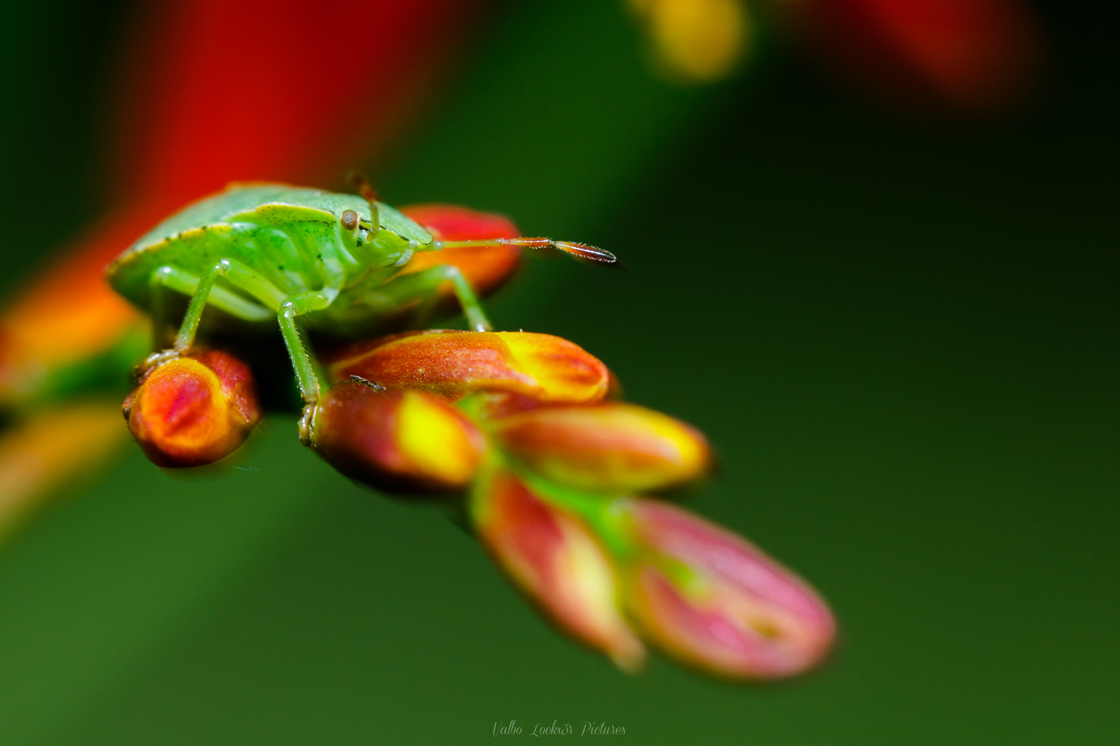 Stink Bug