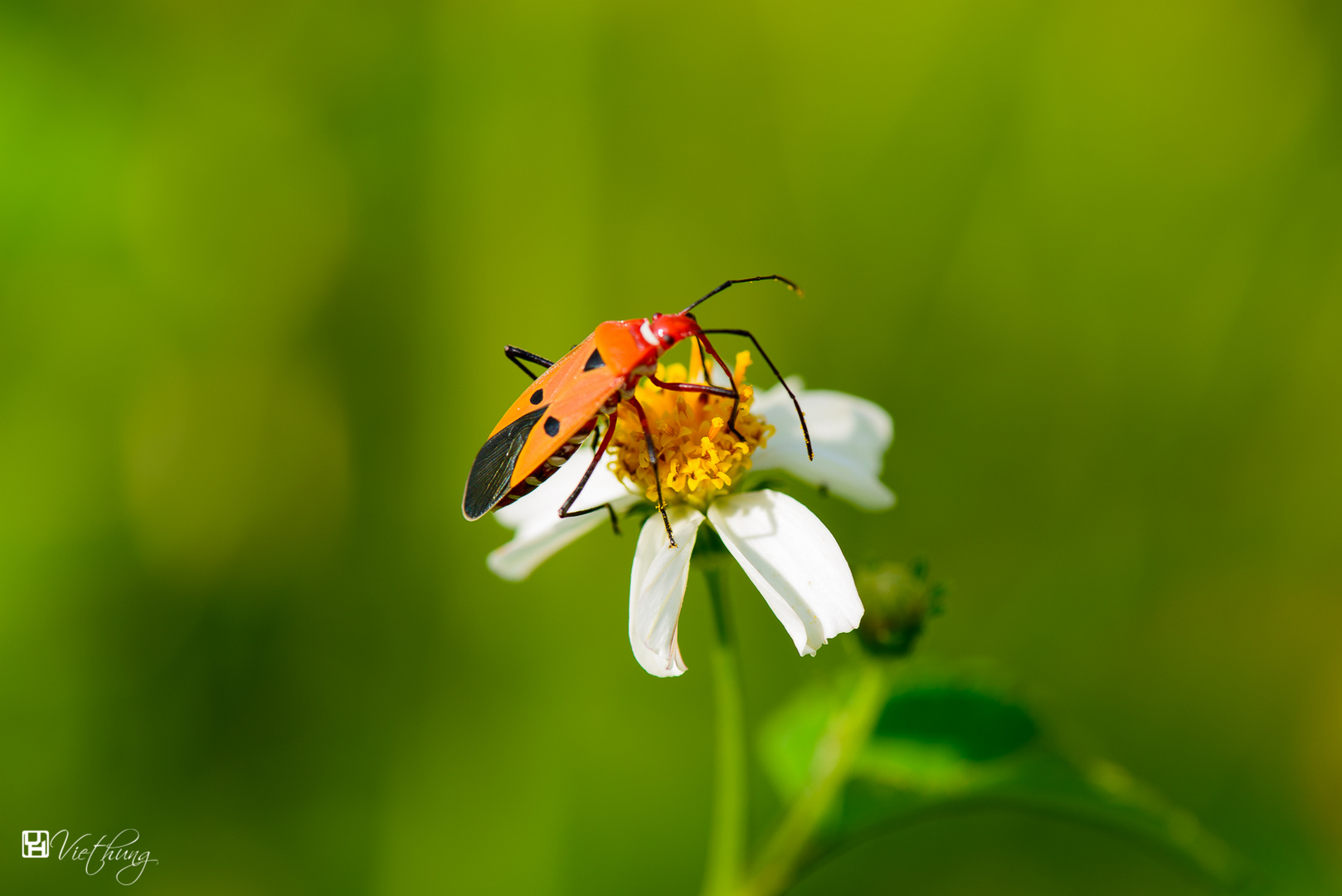 Stink bug