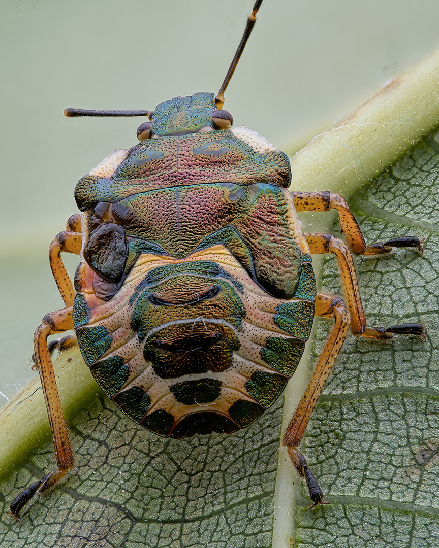 Stink bug