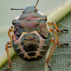 Stink bug