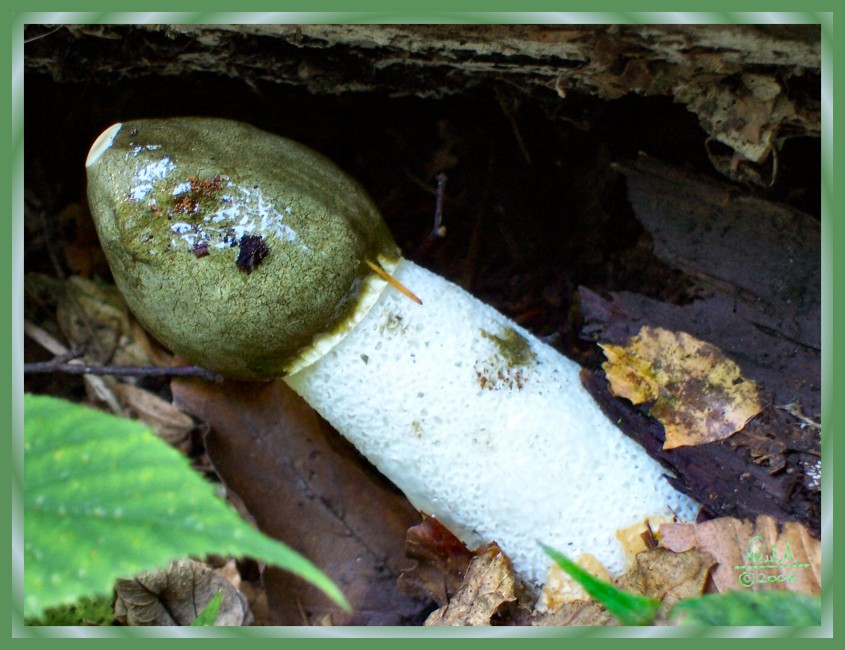 Stink Horn