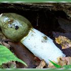 Stink Horn