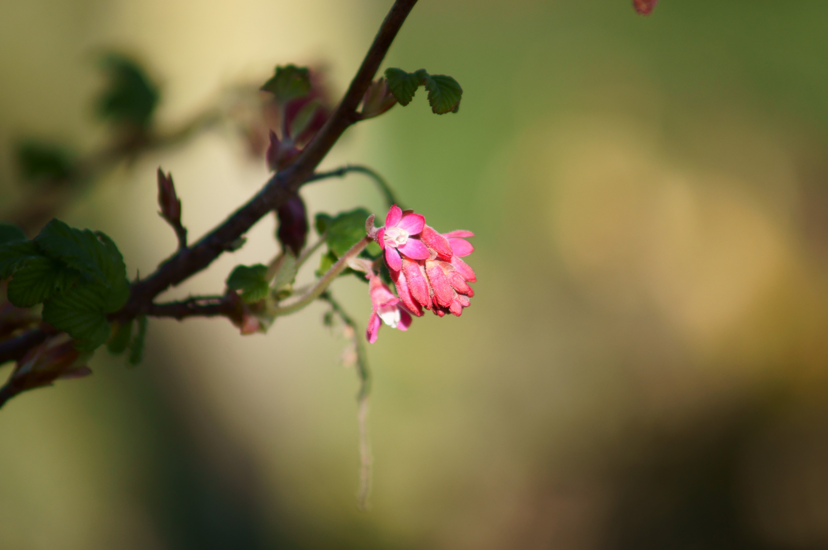 Stinkeblüten