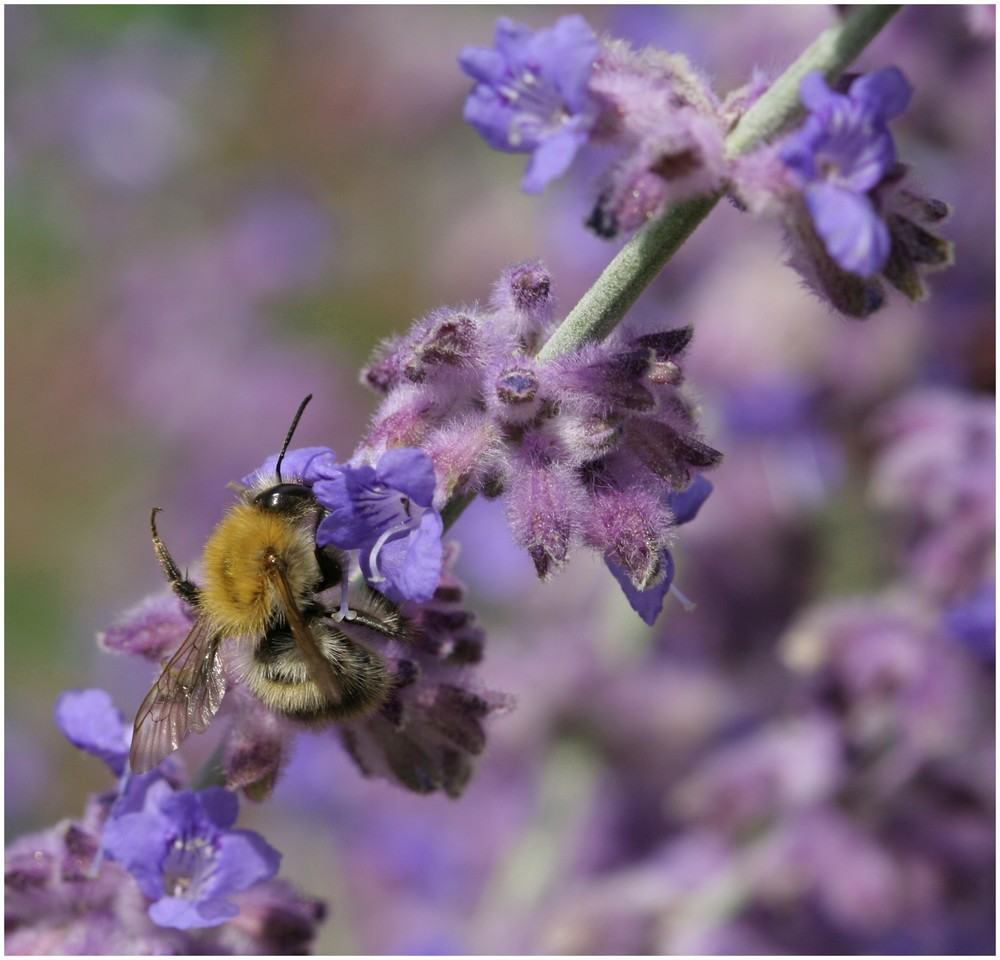 Stinkefinger Foto & Bild tiere, wildlife, insekten Bilder auf