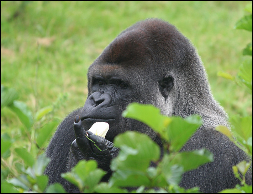 Stinkefinger Foto Bild Tiere Zoo Wildpark Falknerei Saugetiere Bilder Auf Fotocommunity