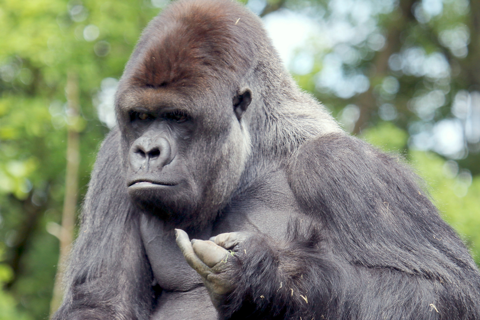 Stinkefinger Fur Den Fotographen Foto Bild Tiere Zoo Wildpark Falknerei Saugetiere Bilder Auf Fotocommunity
