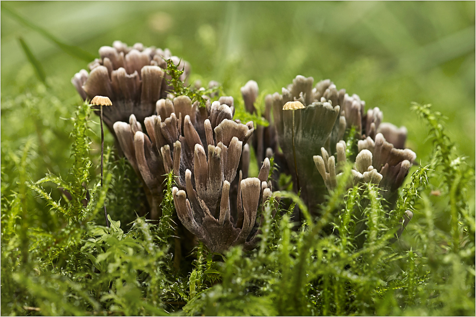 Stinkende Lederkoralle (Thelephora palmata)