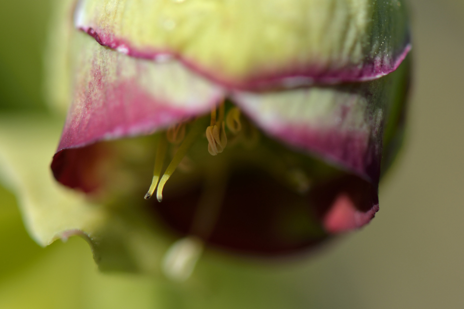 stinkende Nieswurz Blüte