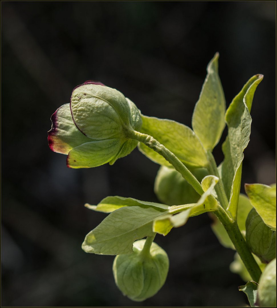 Stinkende Nieswurz (Helleborus foetidus)