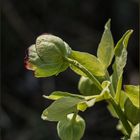 Stinkende Nieswurz (Helleborus foetidus)