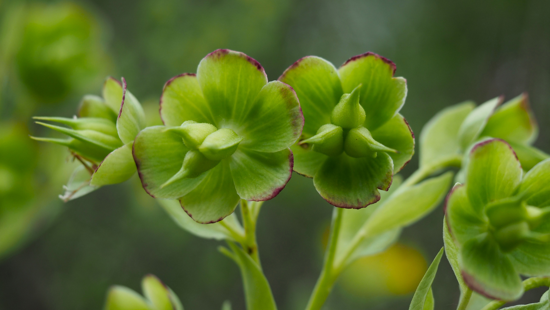 Stinkende Nieswurz (Helleborus foetidus)