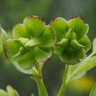 Stinkende Nieswurz (Helleborus foetidus)