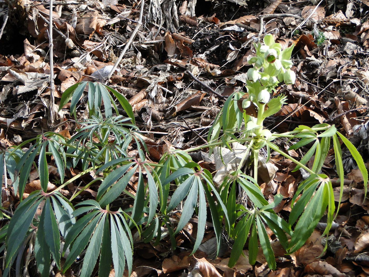 Stinkende Nieswurz(Helleborus foetidus)