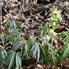 Stinkende Nieswurz(Helleborus foetidus)