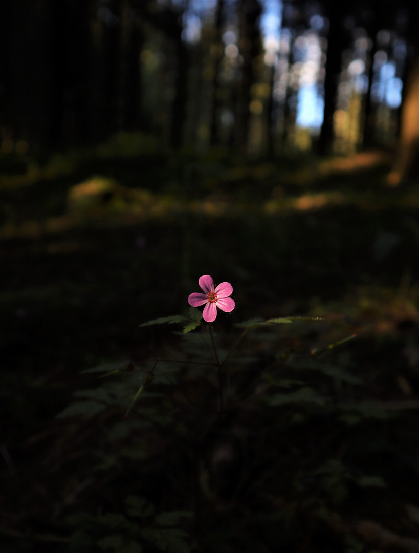 Stinkende Storchenschnabel