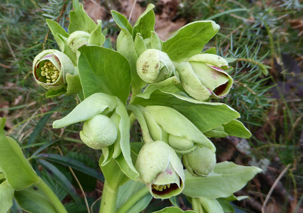 Stinkender Nieswurz als Mittwochsblümchen