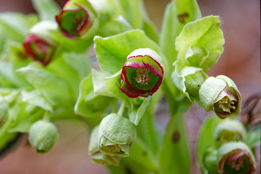 Stinkender Nieswurz (Helleborus foetidus) 