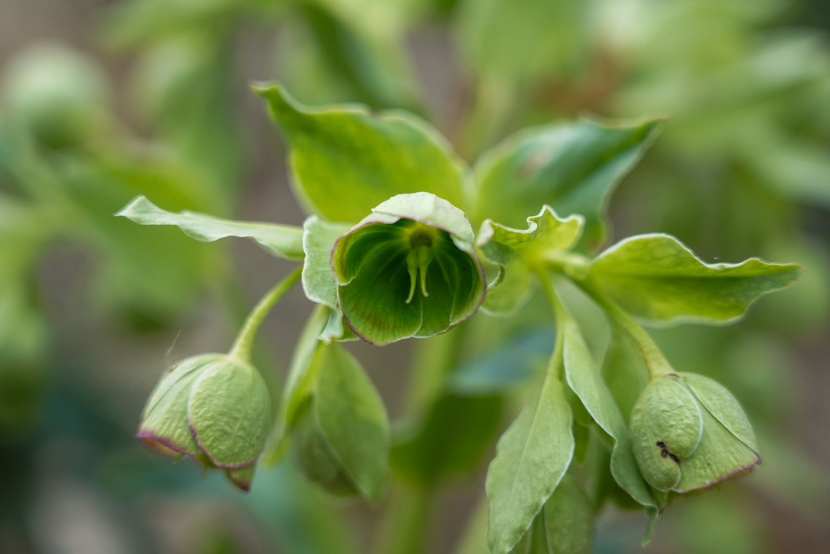 Stinkender Nieswurz (Helleborus foetidus)