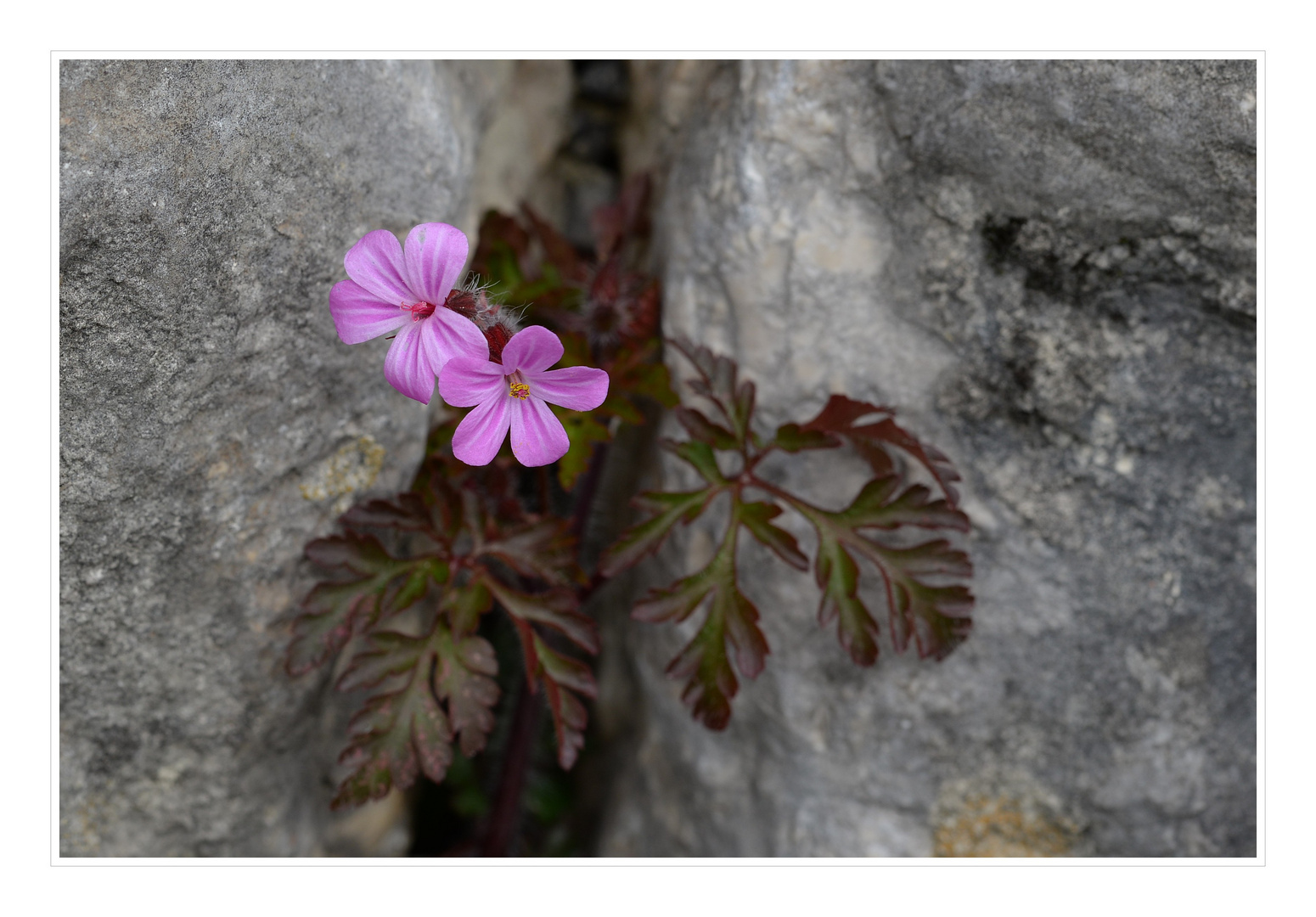 Stinkender Storchenschnabel