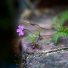 Stinkender Storchenschnabel