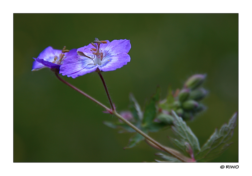 stinkender Storchenschnabel.......