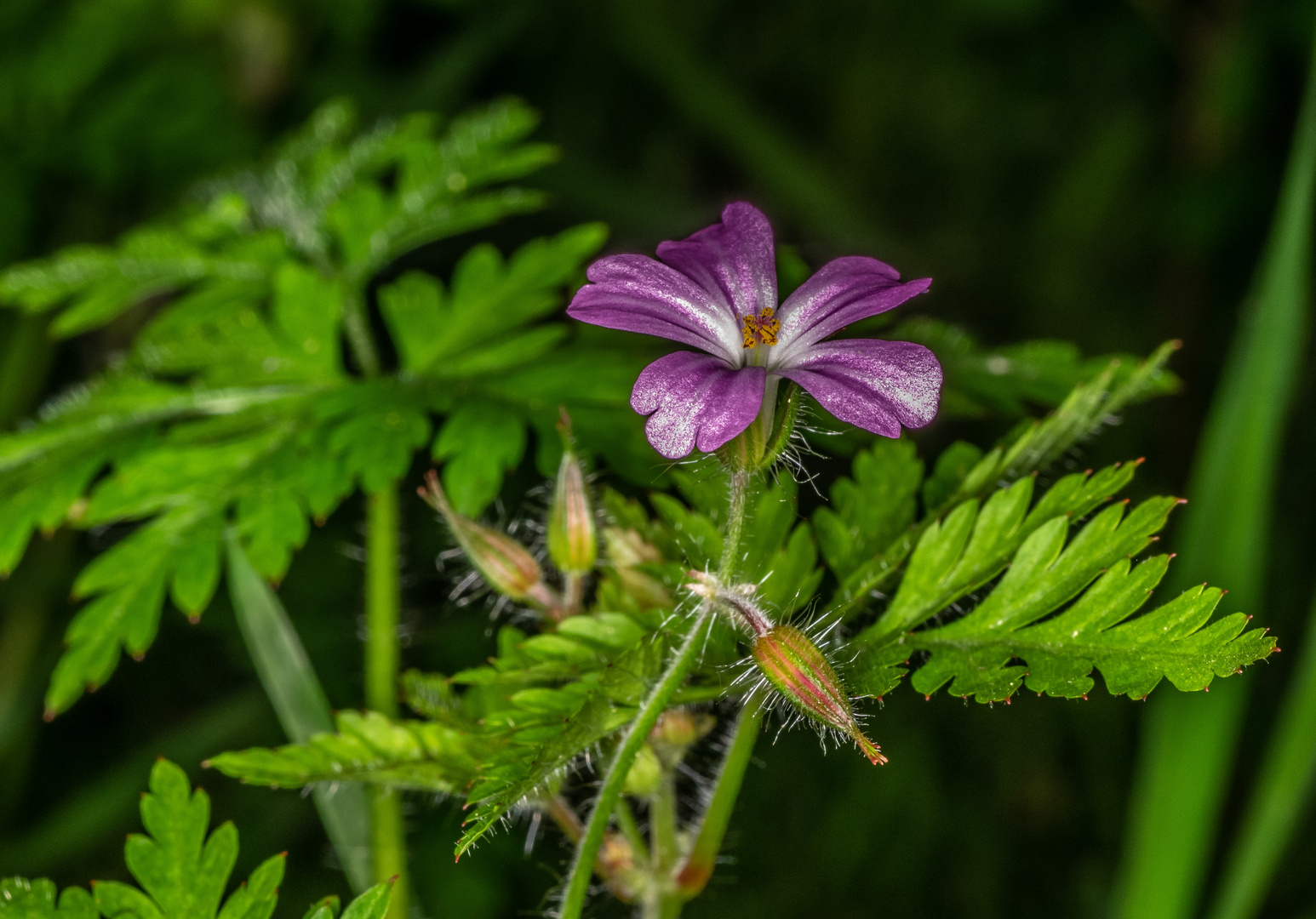 Stinkender Storchschnabel