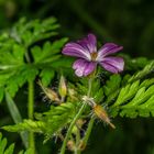 Stinkender Storchschnabel