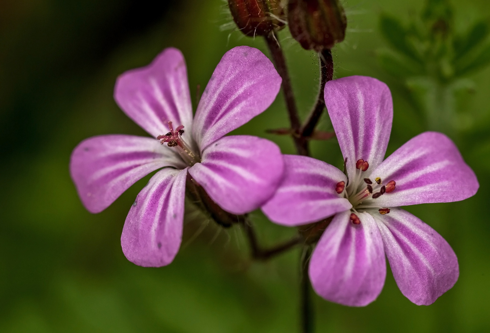 Stinkender Storchschnabel