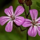 Stinkender Storchschnabel