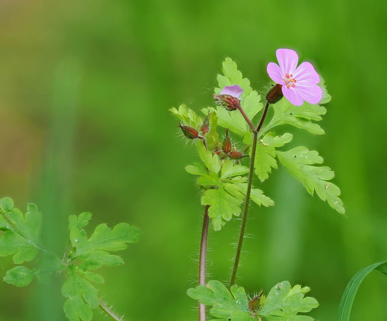 Stinkender Storchschnabel