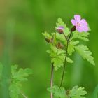 Stinkender Storchschnabel