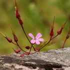 Stinkender Storchschnabel