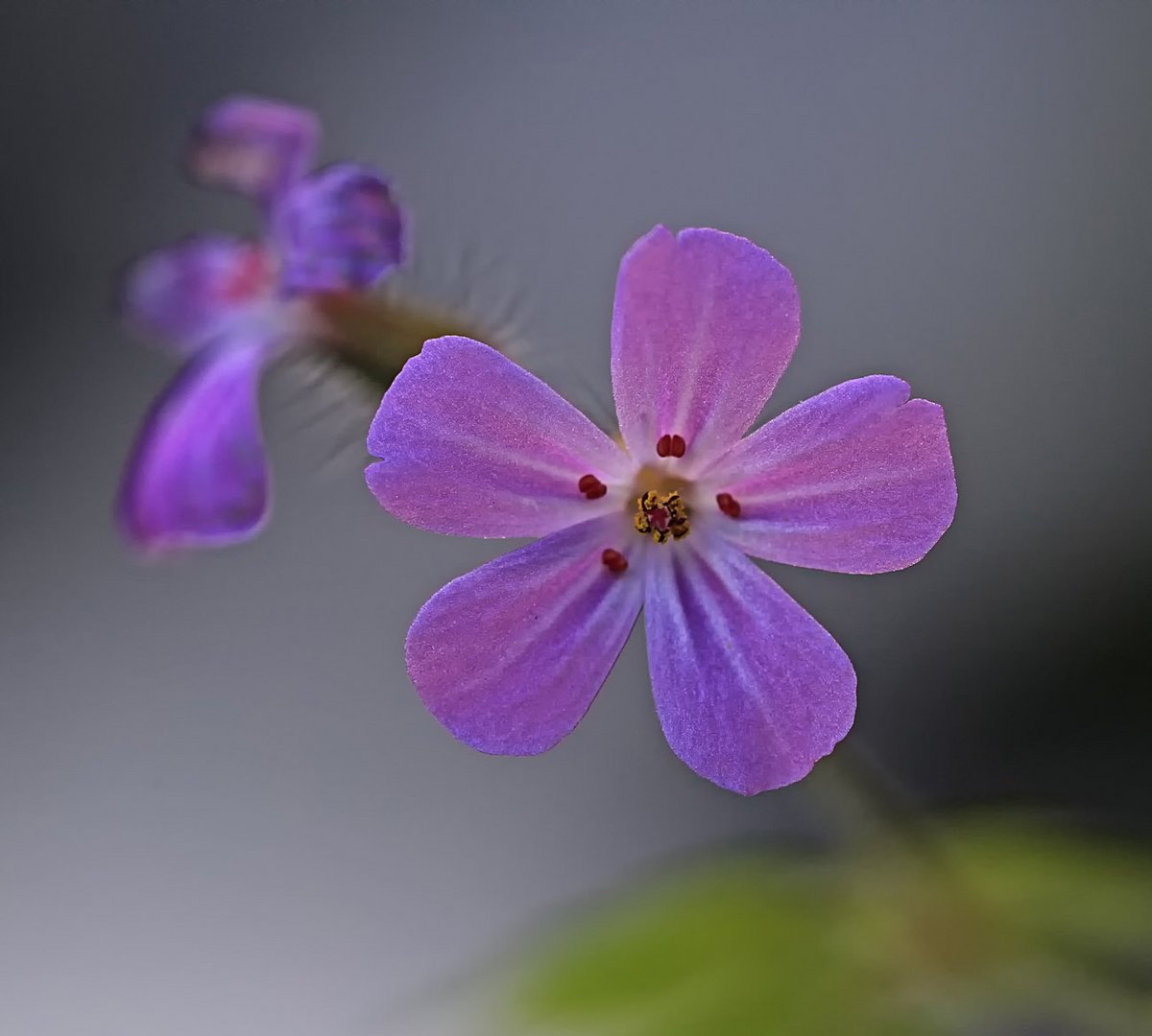 Stinkender Storchschnabel